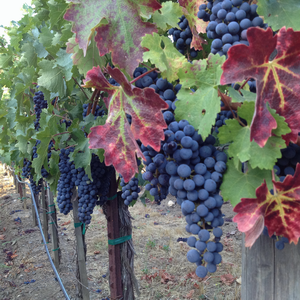 Cab grapes at harvest Cab grapes at harvest